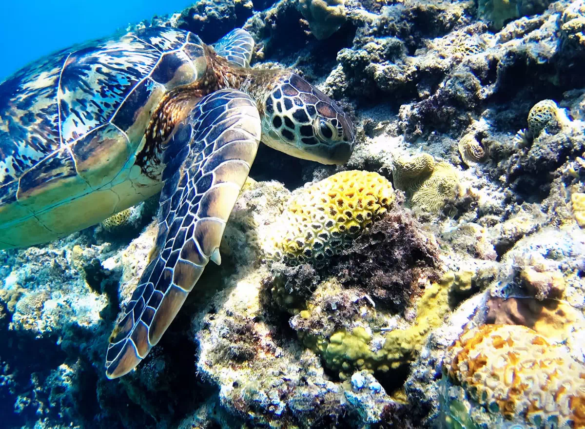 tokashiki island sea turtle