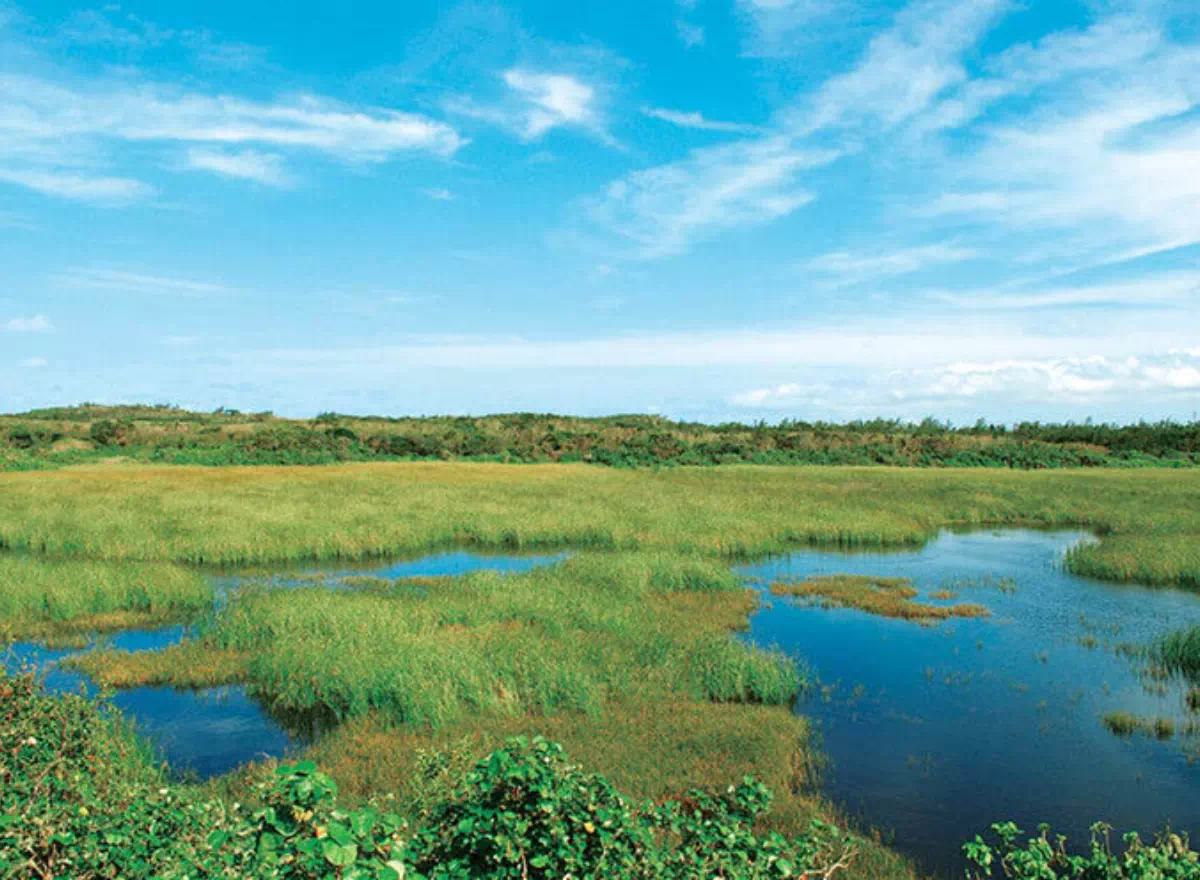 ikema island marshland