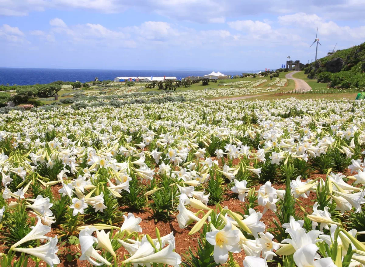 ie island lily festival