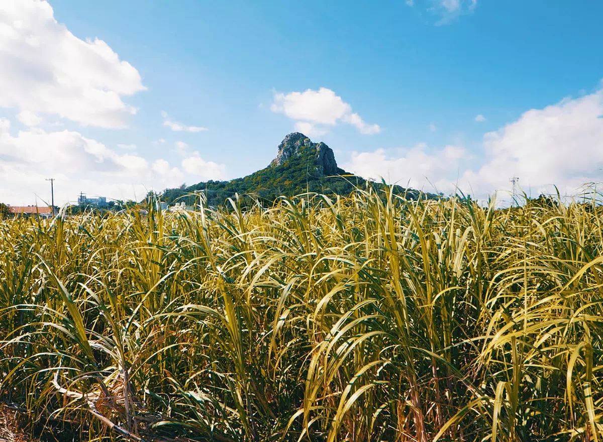 sugarcane