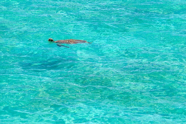 tonaki island snorkeling