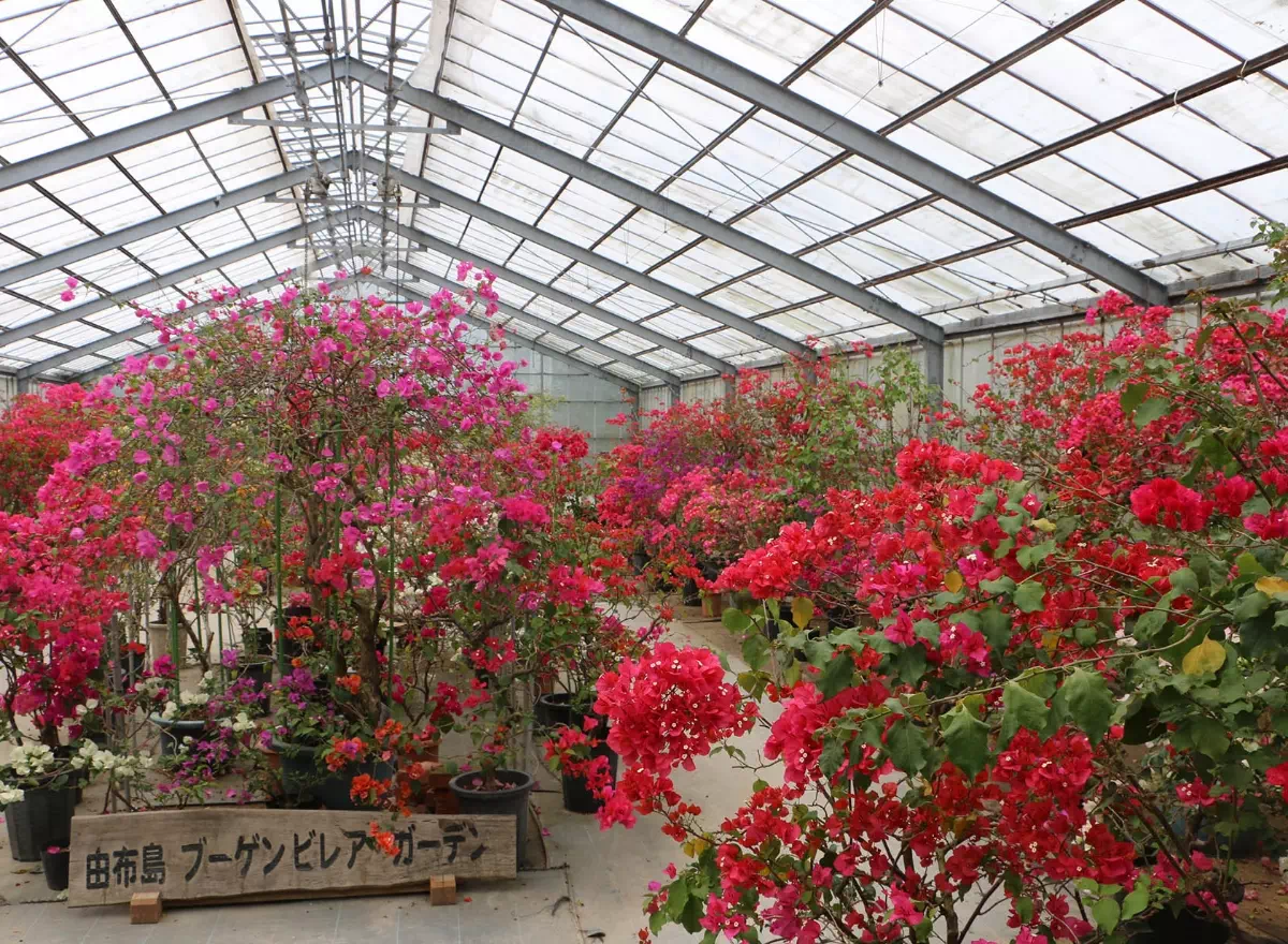 yubu island bougainvillea garden