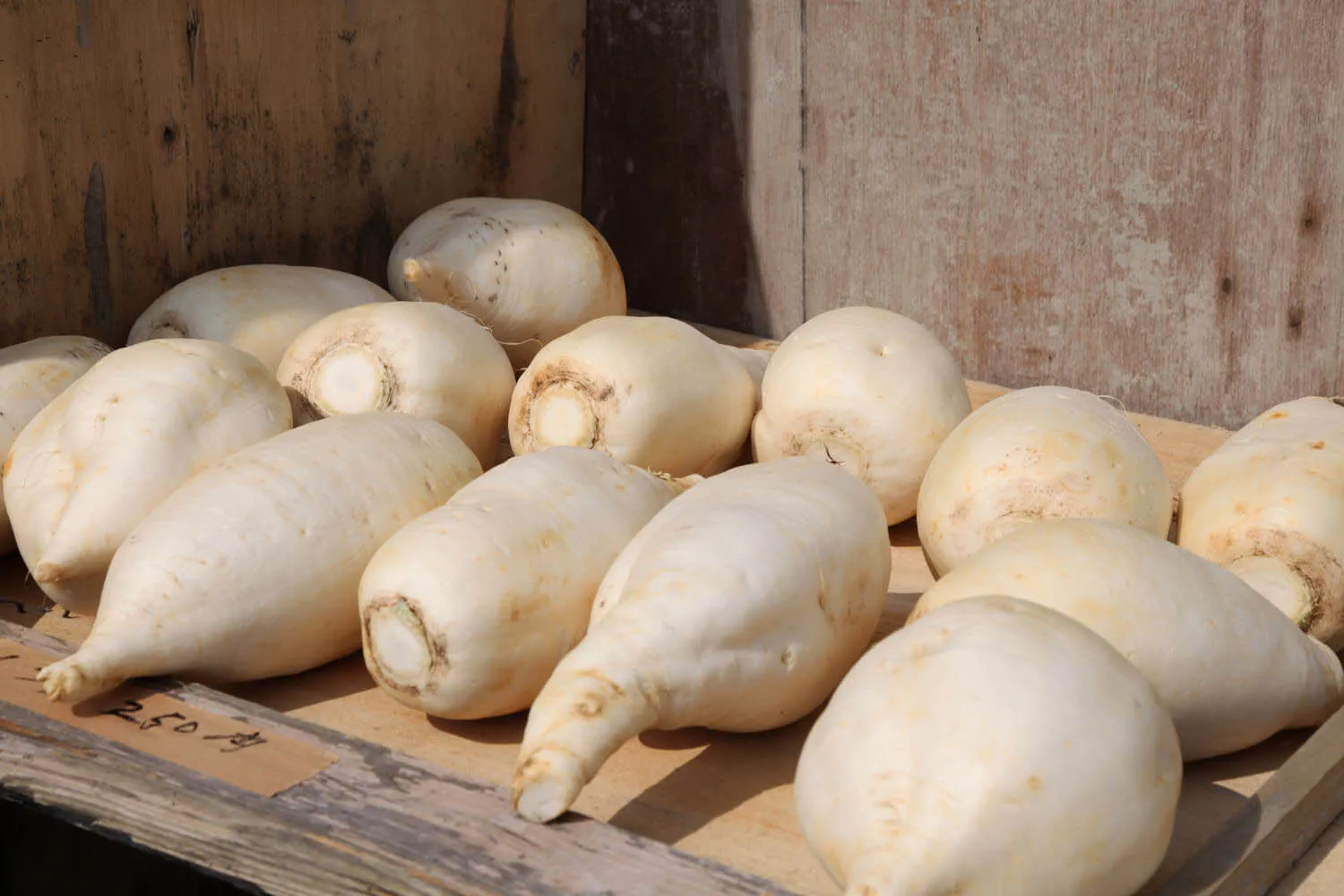 okinawan daikon