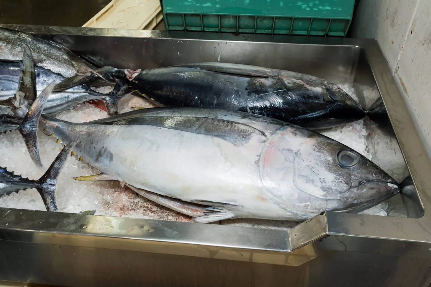 okinawan tuna
