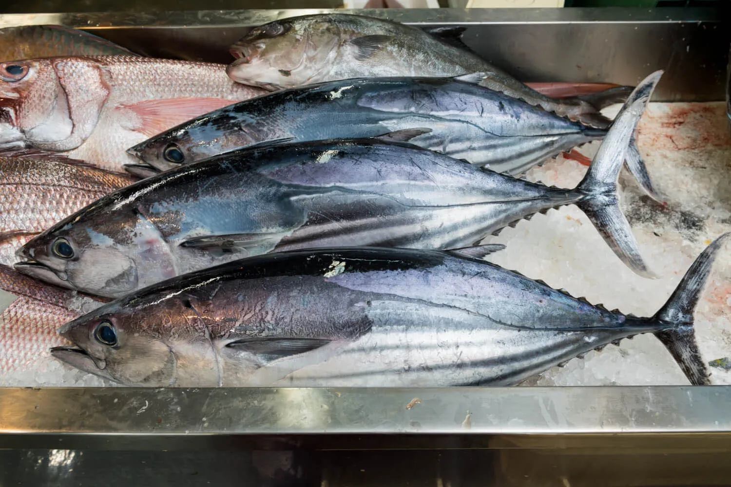 okinawan skipjack tuna