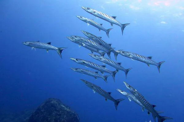 kume island spot tonbara