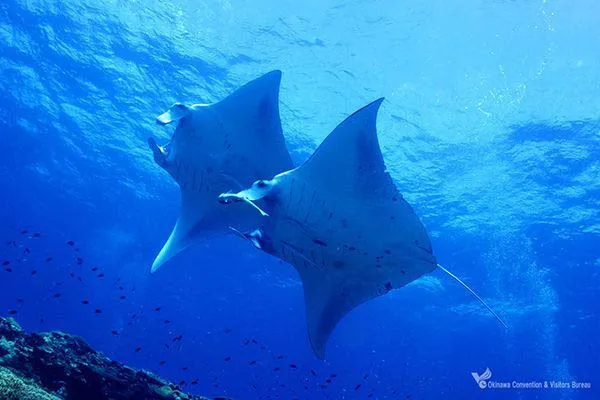 ishigaki island manta scramble