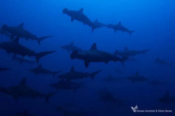 yonaguni island hammerhead rock