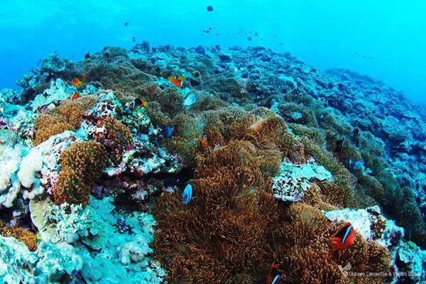yonaguni island spot sabachi