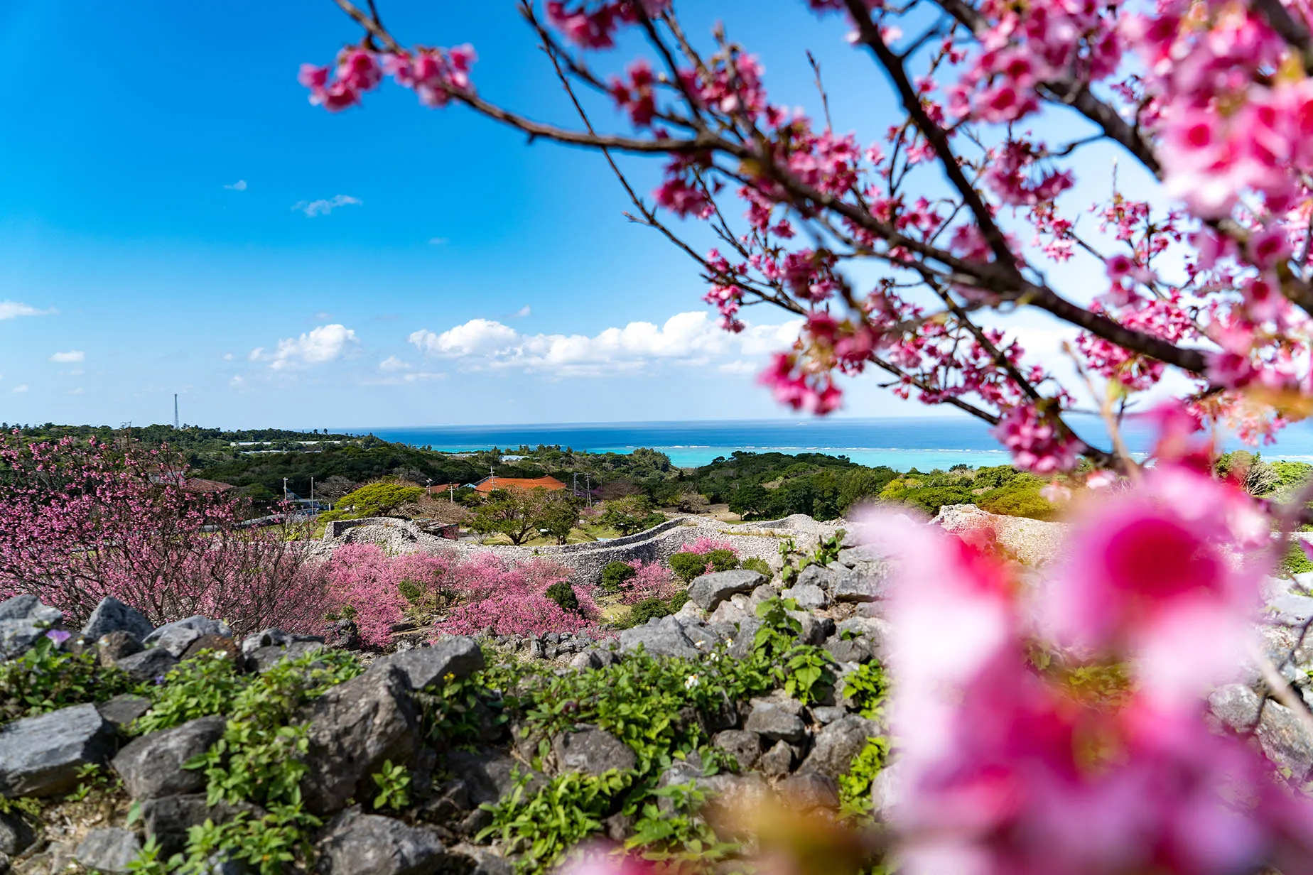 january cherry blossoms okinawa