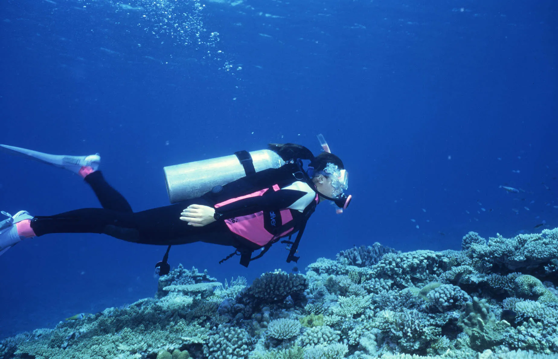 july diving okinawa