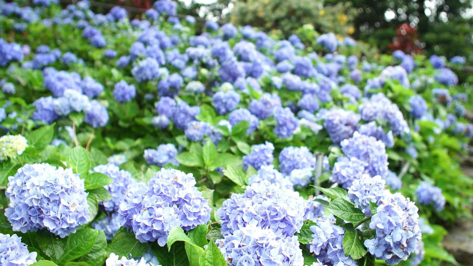 june hydrangeas okinawa