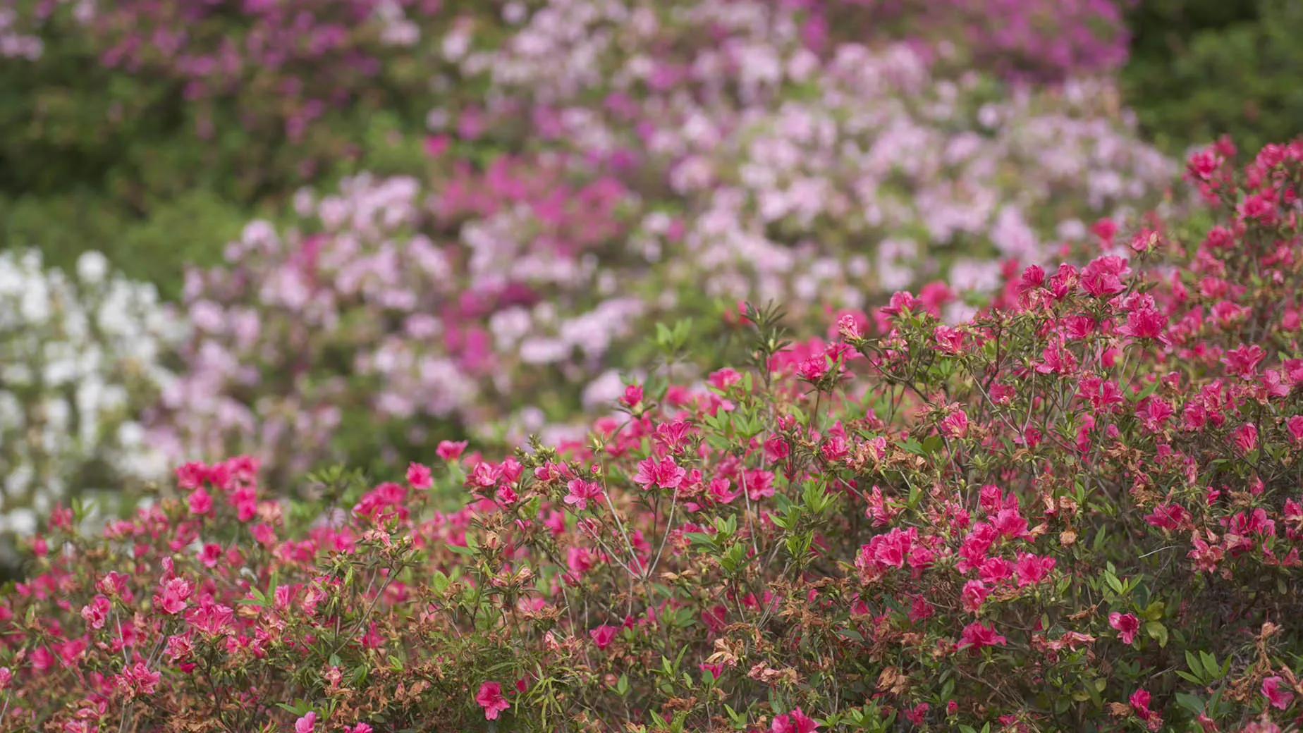 march higashi village azalea festival