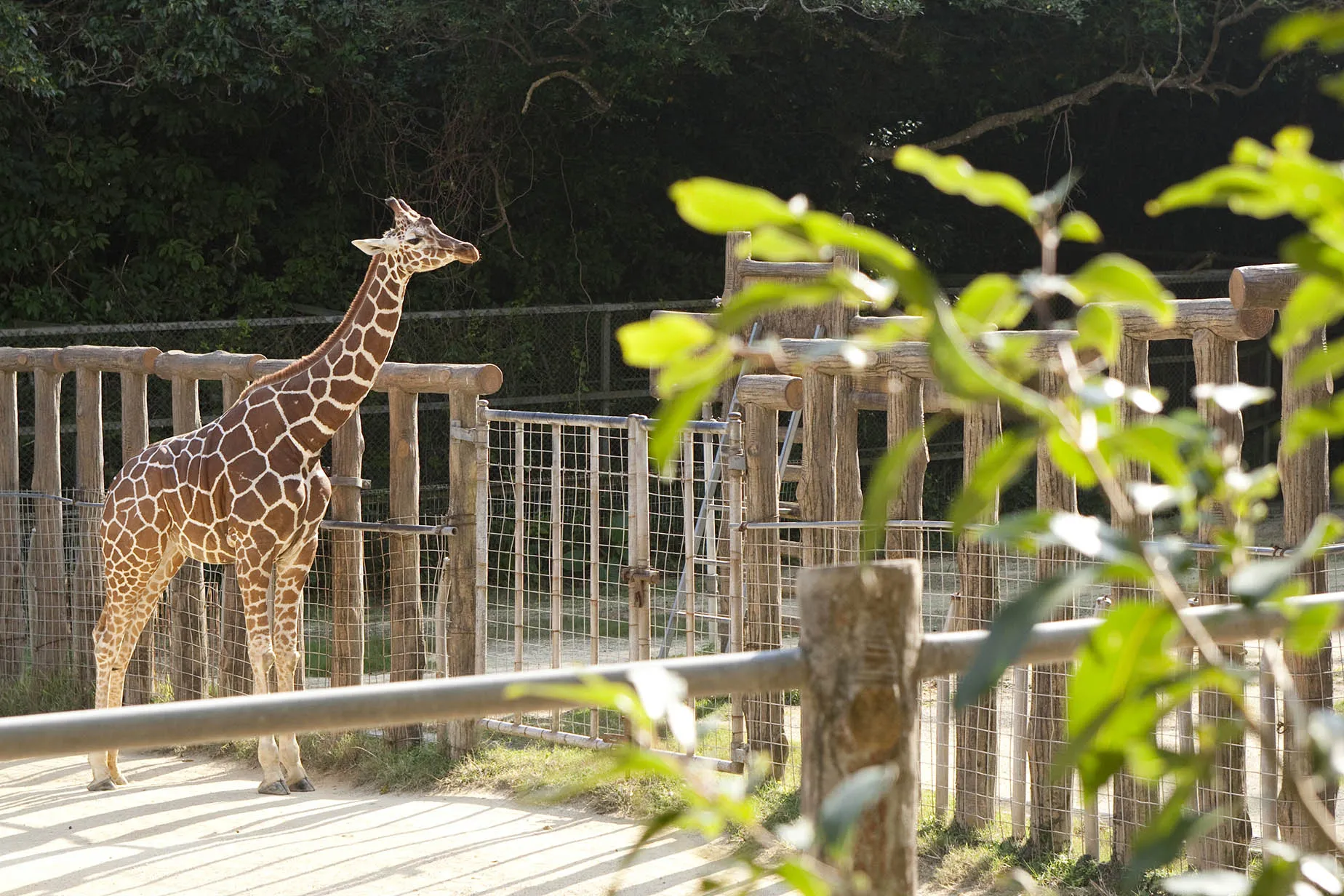 march okinawa zoo museum