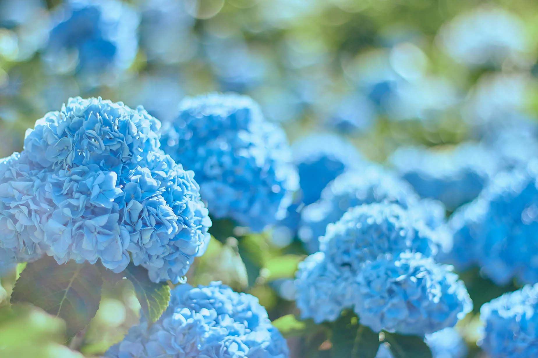 may hydrangea festival