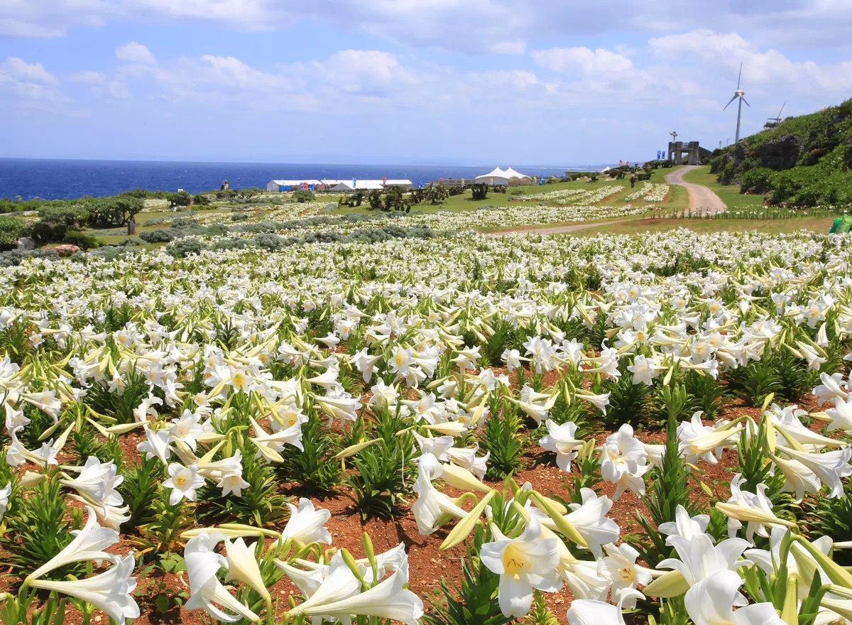 may ie island lily festival