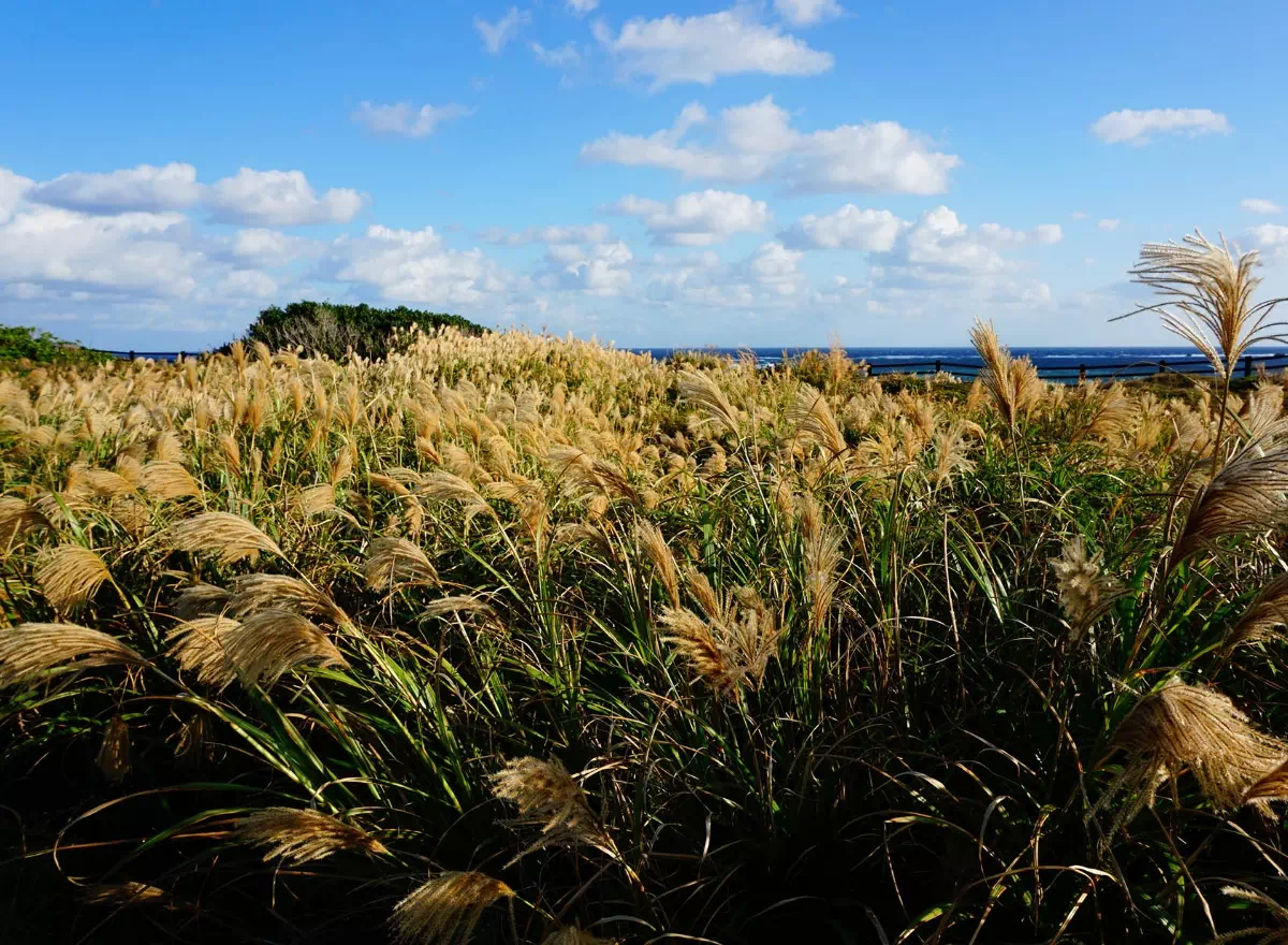 november silver grass okinawa