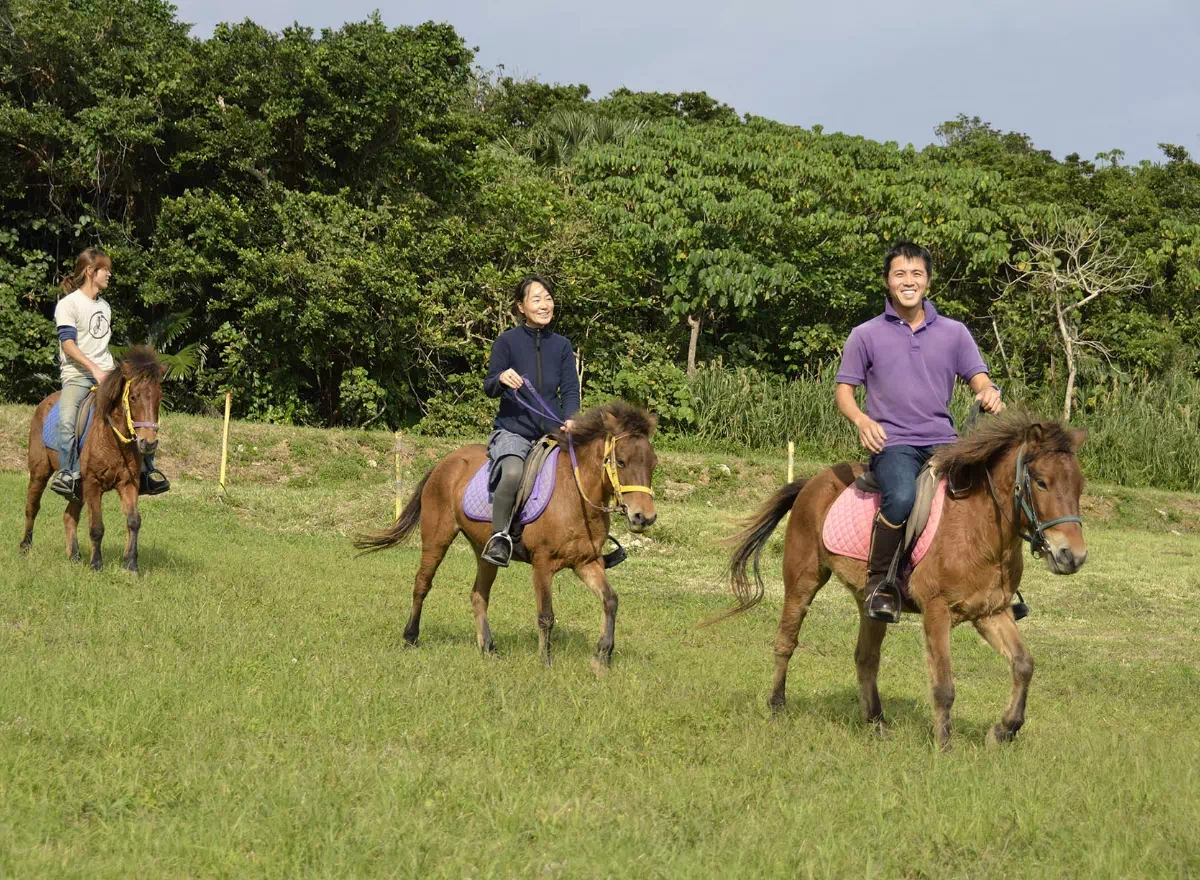 september yonaguni ponies