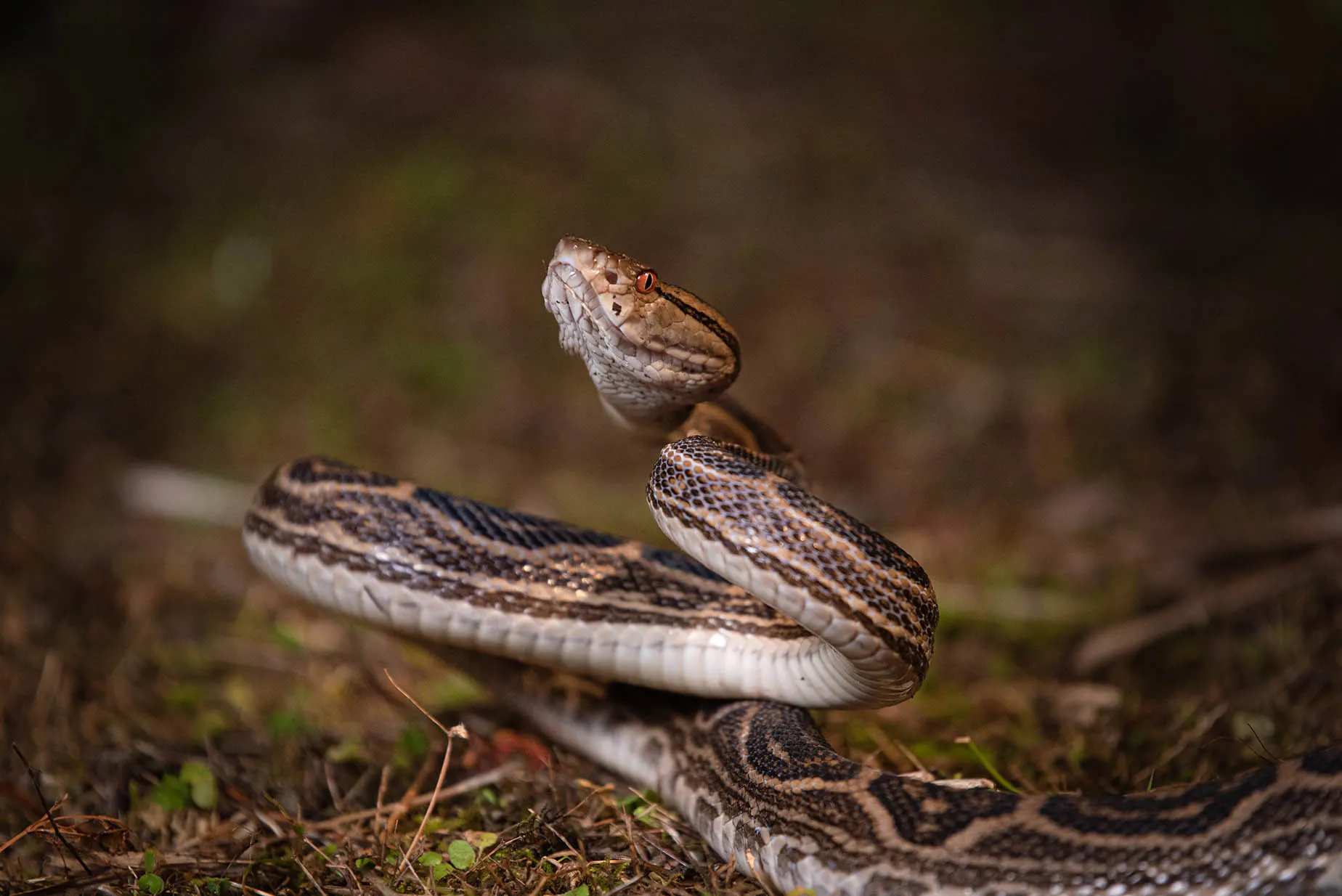 okinawan habu snake