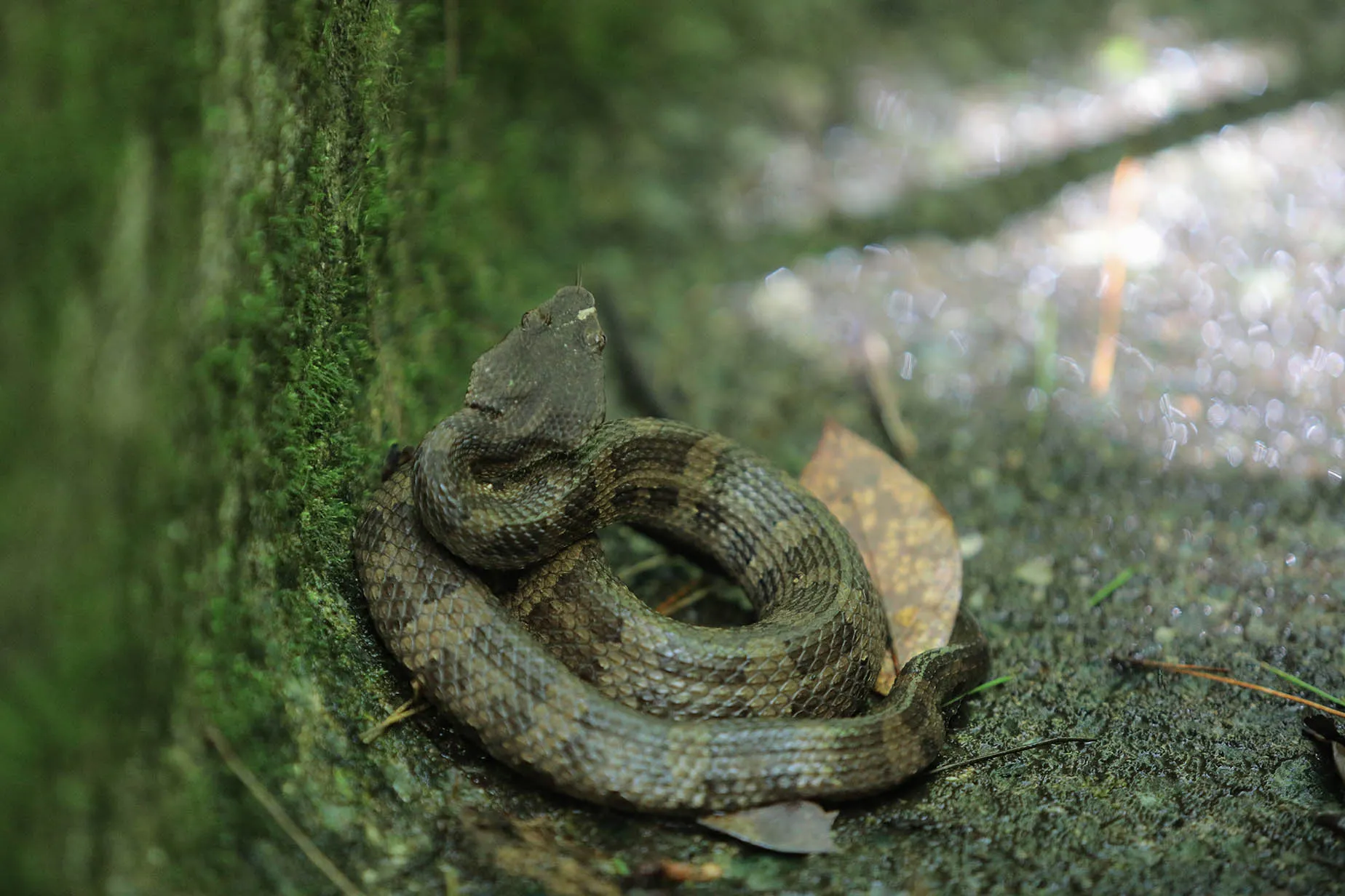 hime habu snake