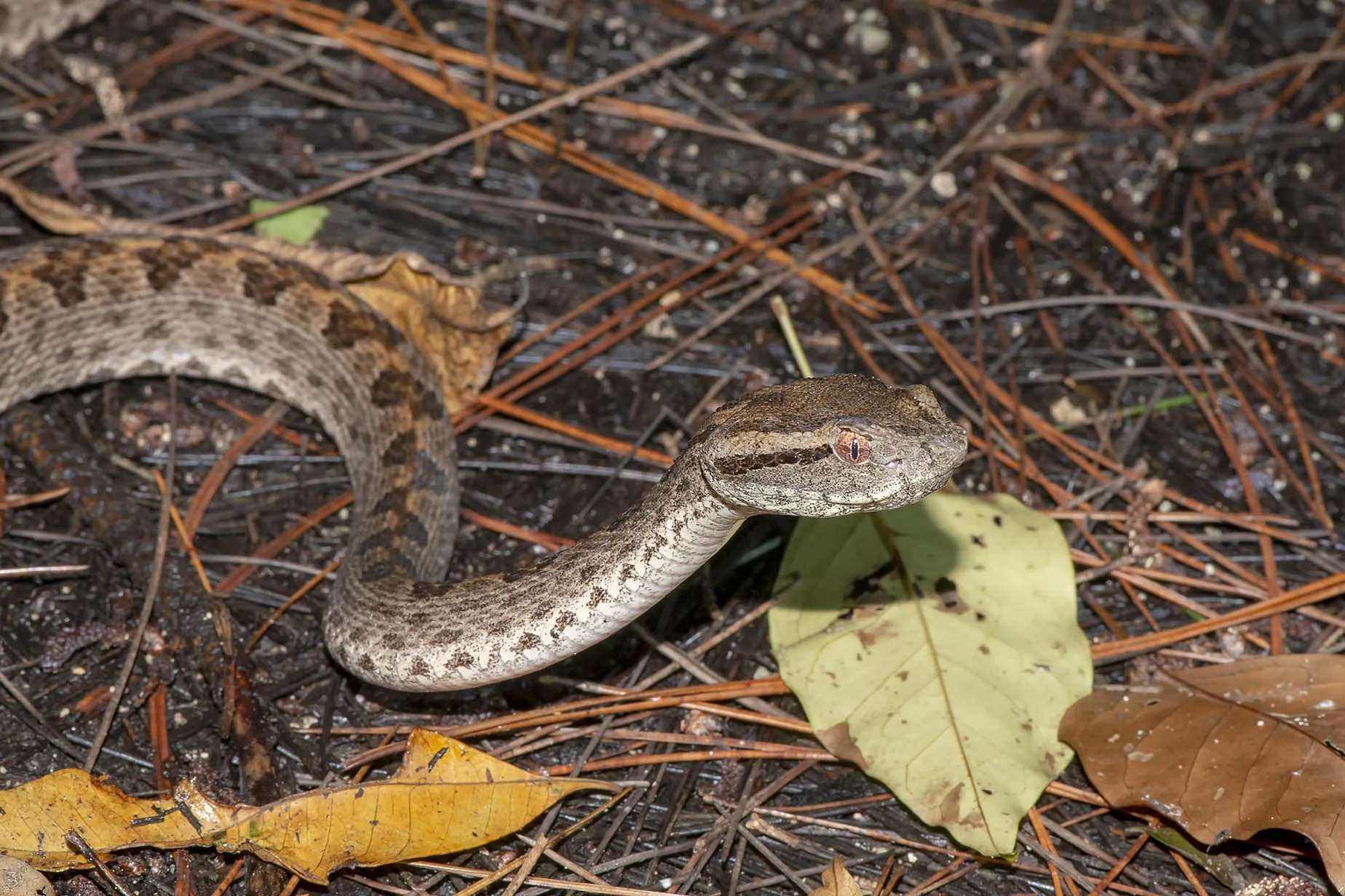 sakishima habu snake