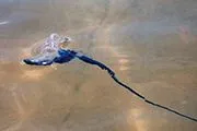 okinawa portuguese man of war