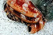 okinawa cone snails