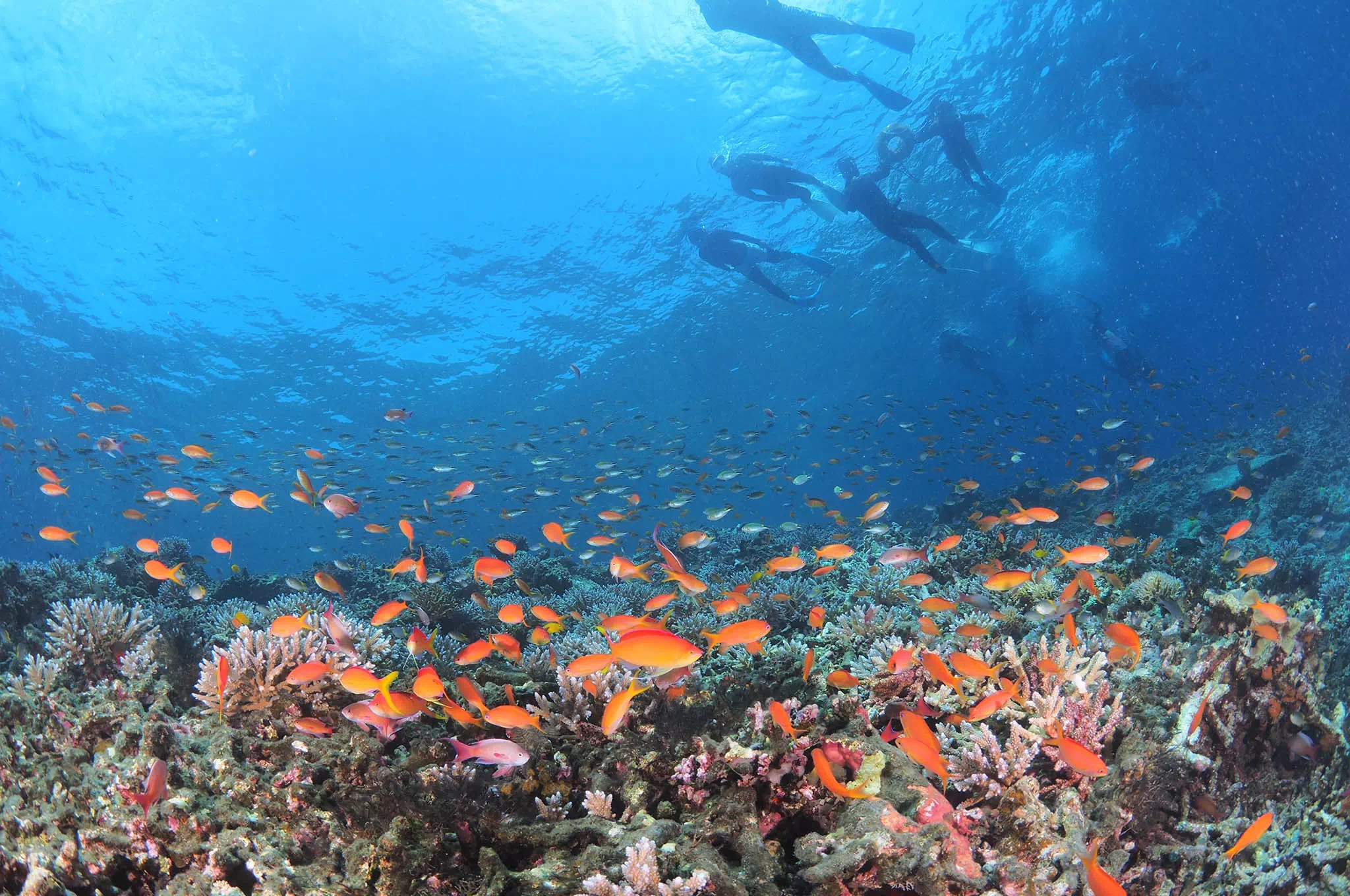 enjoying okinawa safely reef