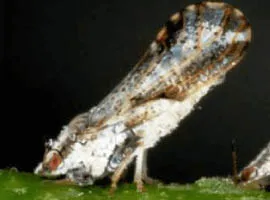 okinawa insect 3