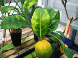 okinawa plant