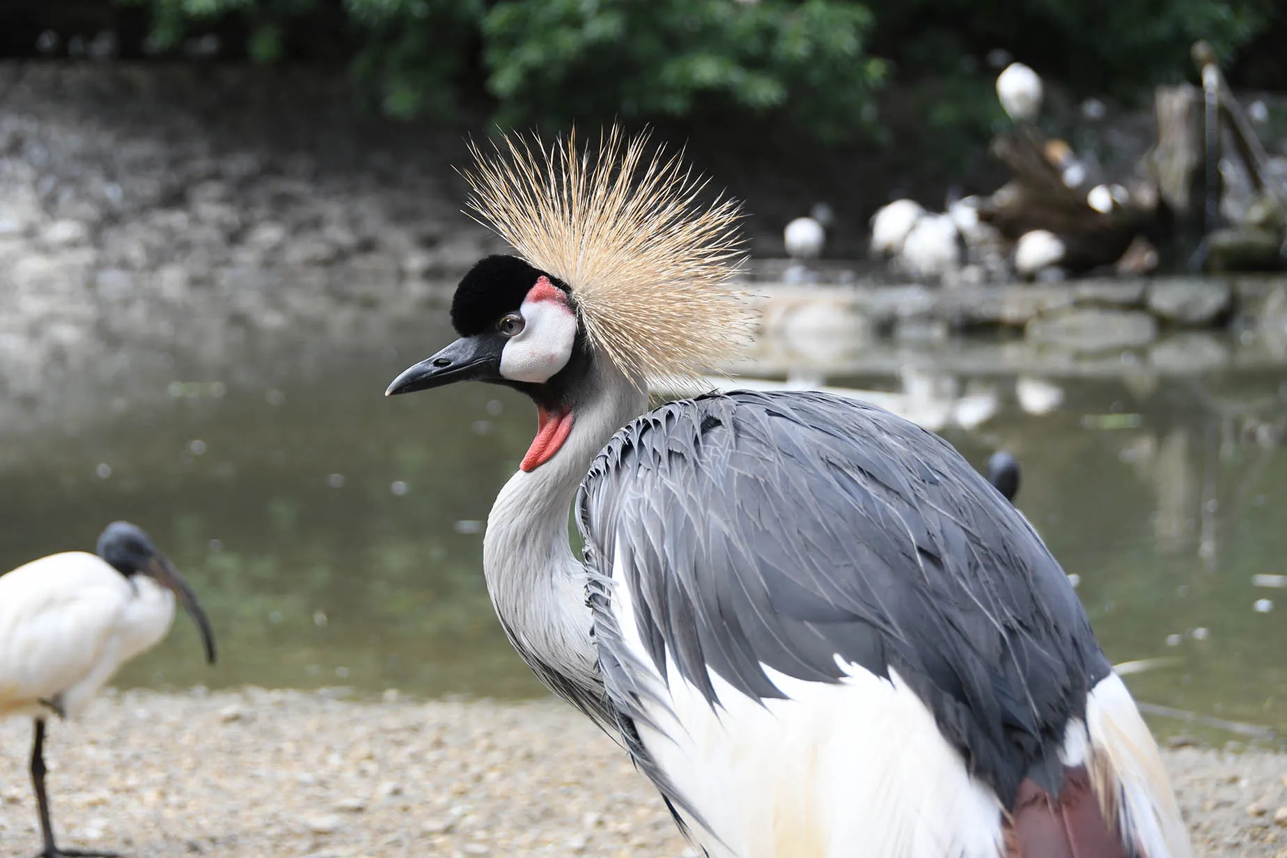 本部半島的鳳梨公園