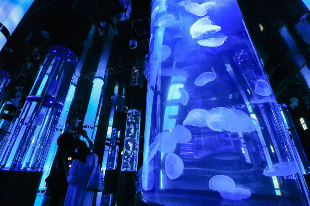 豐崎DMM Kariyushi水族館