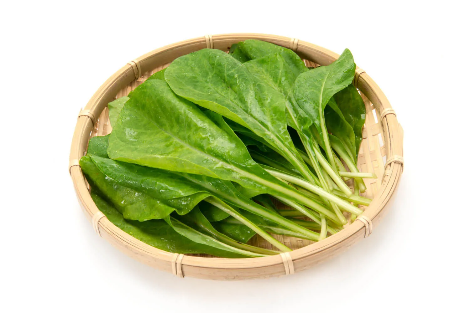 沖繩苦菜