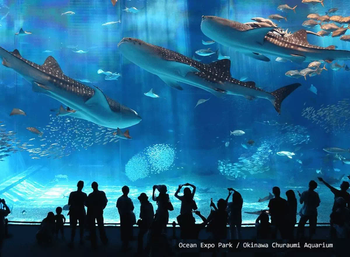 1月沖繩美麗海水族館