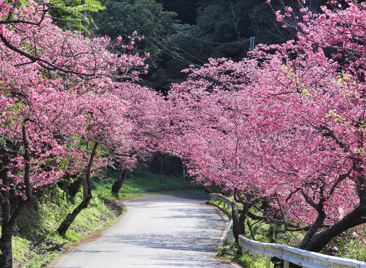 1月八重岳櫻花
