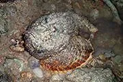 沖繩石頭魚