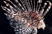 沖繩獅子魚