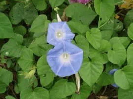 牽牛花類
