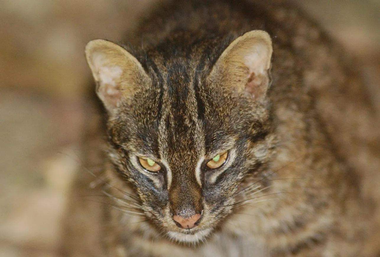 iriomote nature school