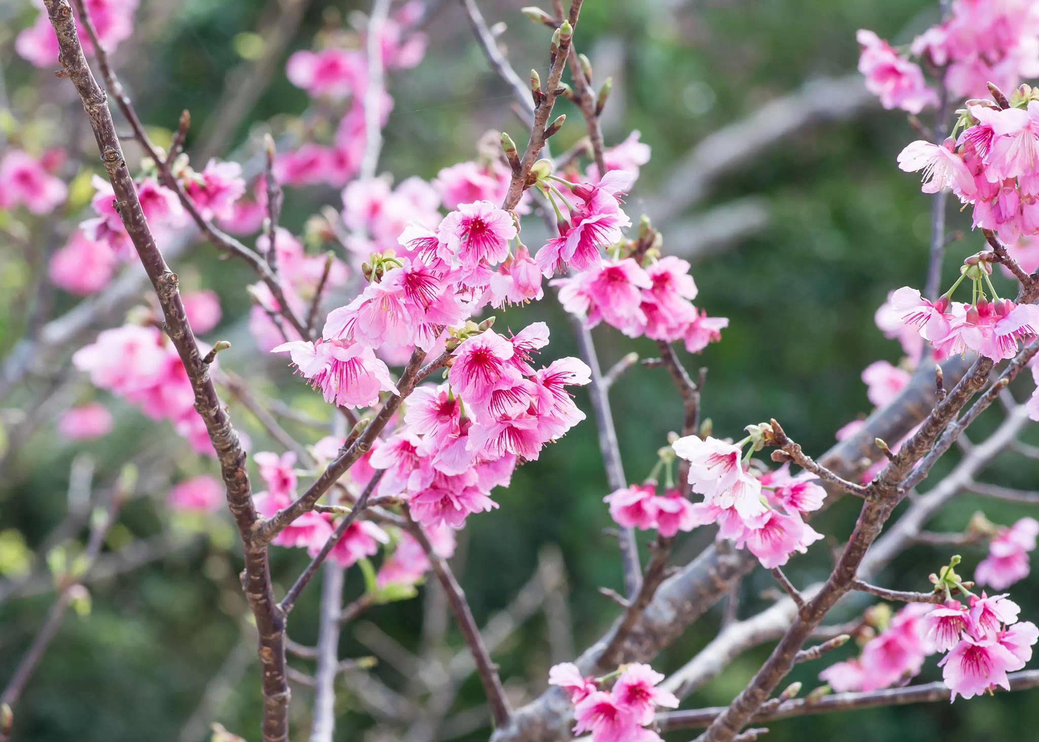 motobu cherry blossom festival