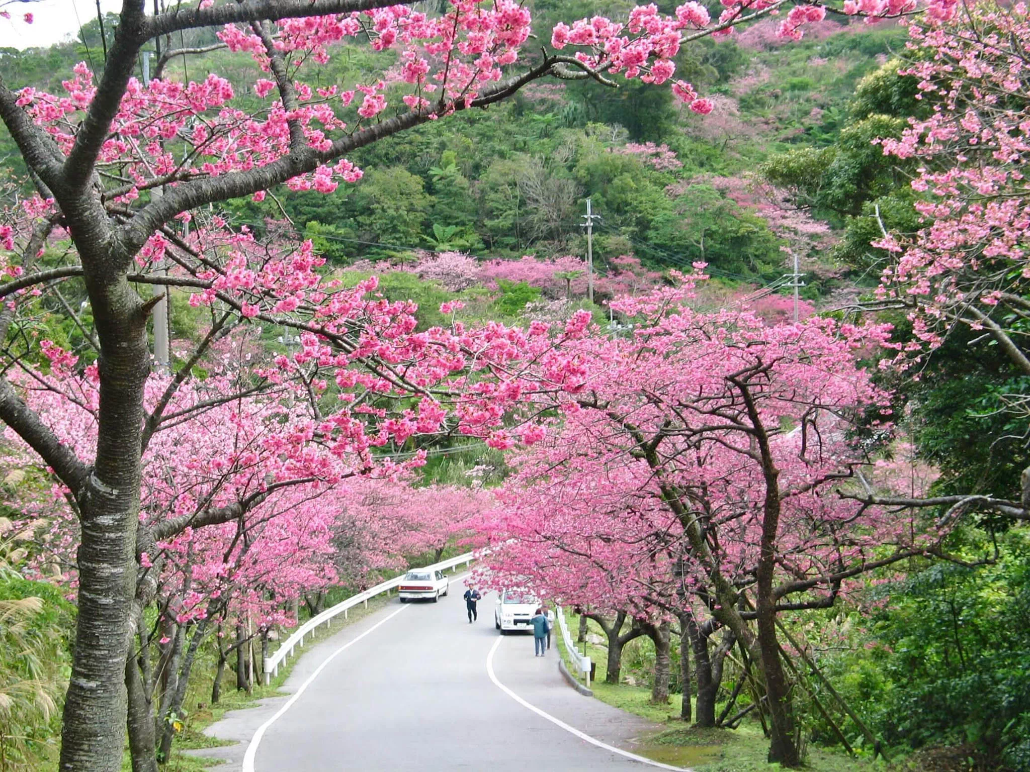 motobu cherry blossom festival