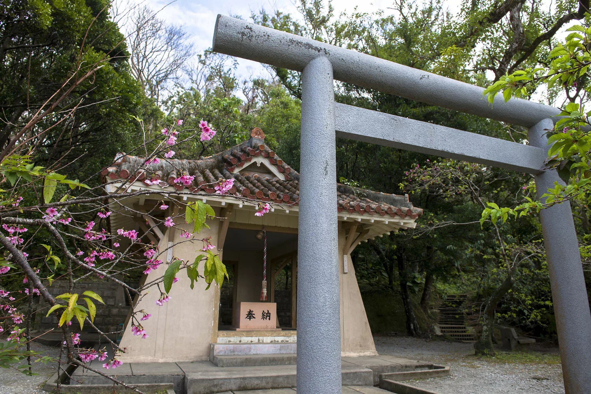 nago cherry blossom festival