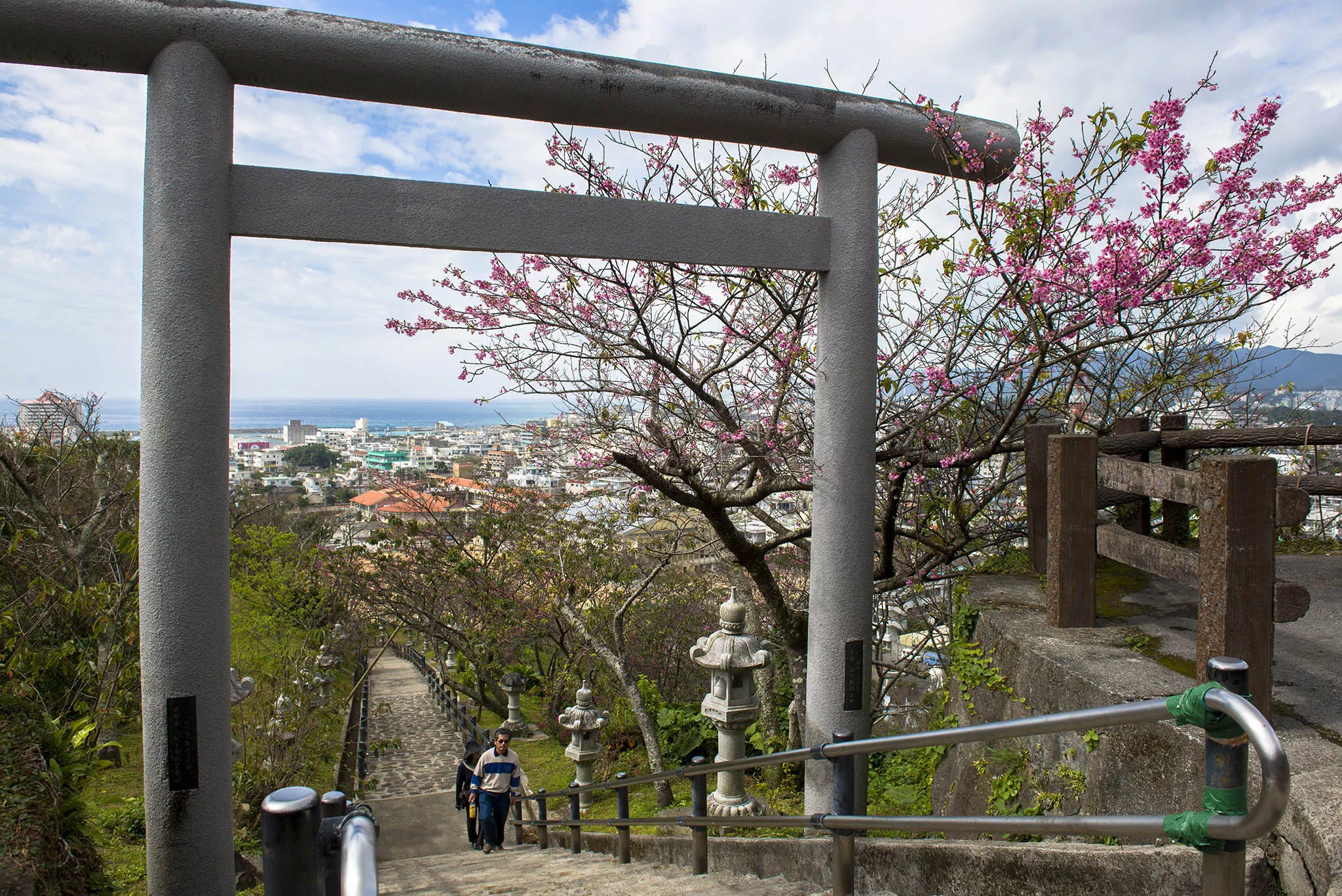 nago cherry blossom festival