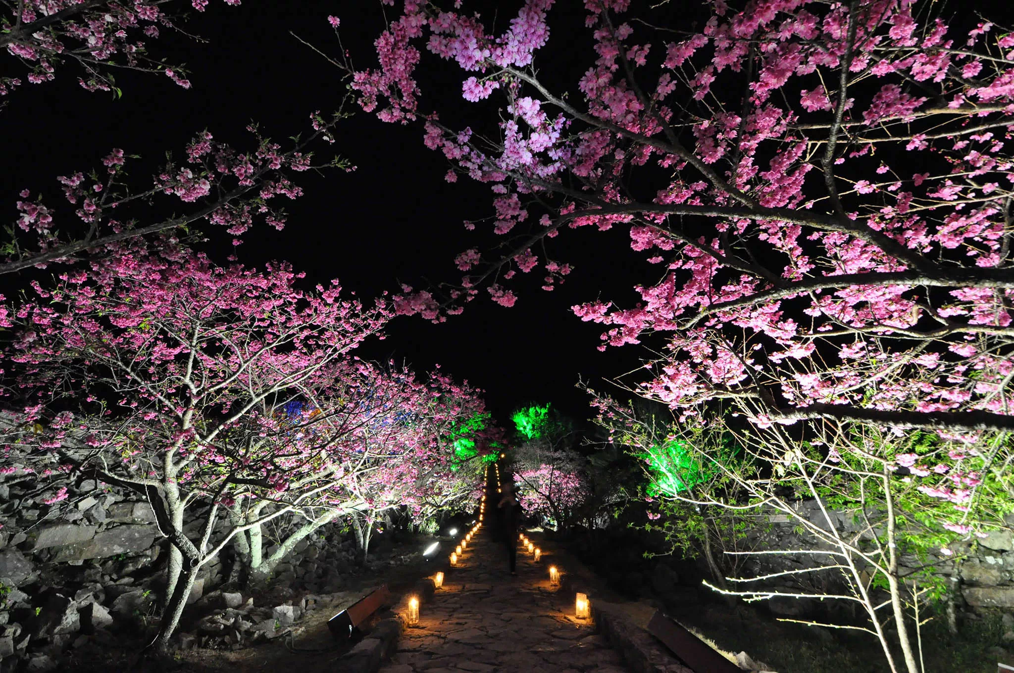 nakijin cherry blossom festival