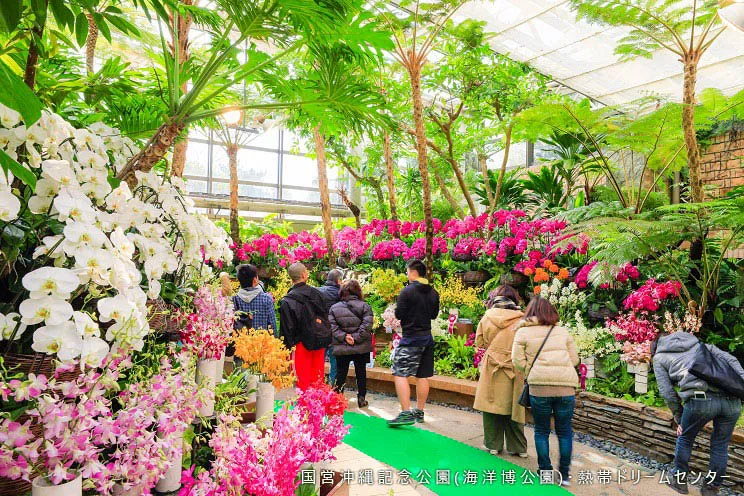 okinawa orchid show