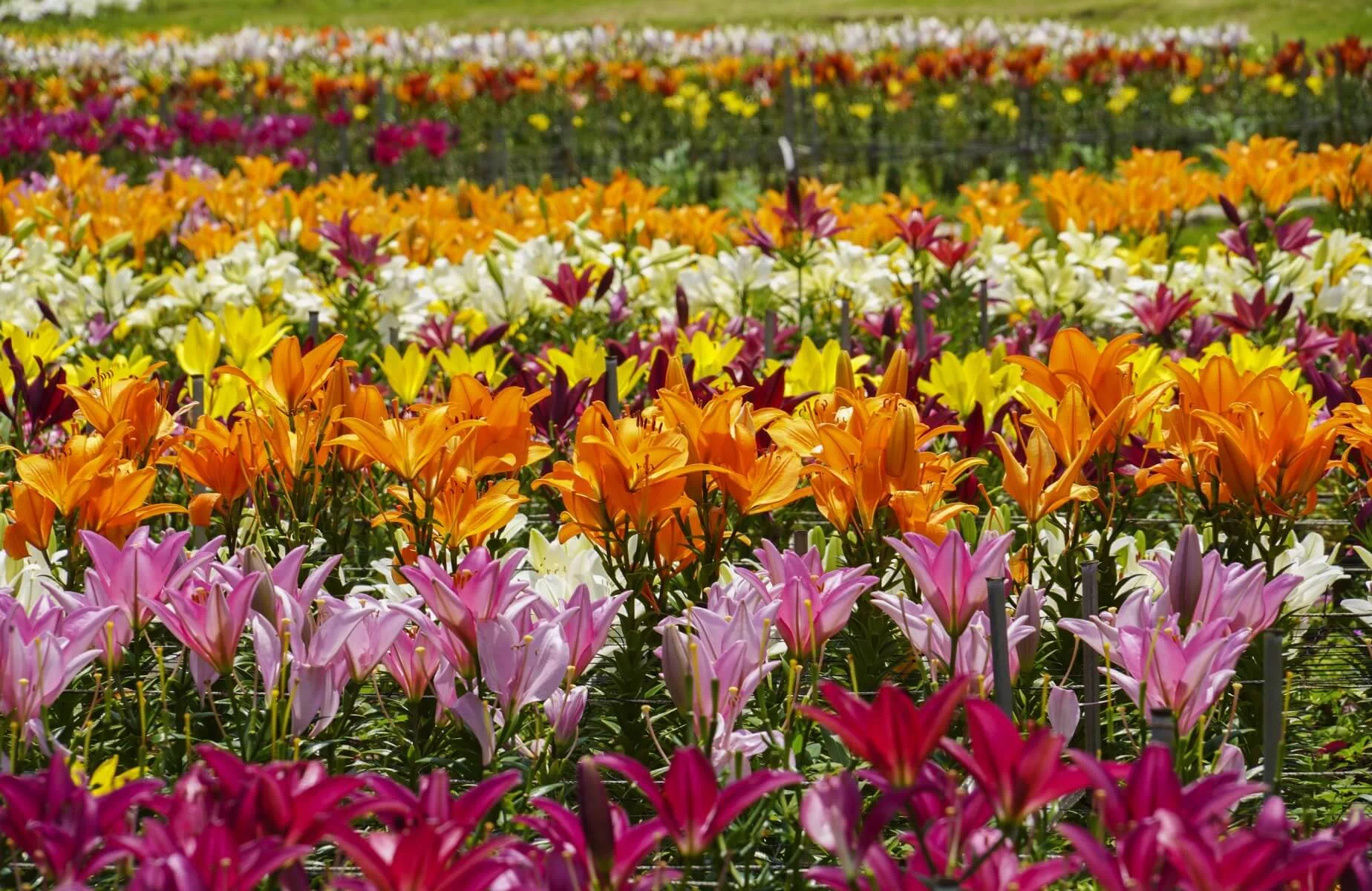 ie lily festival