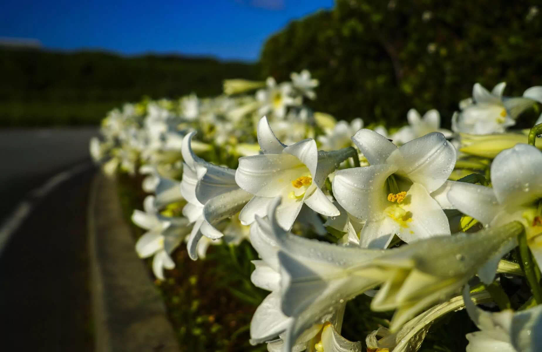 ie lily festival
