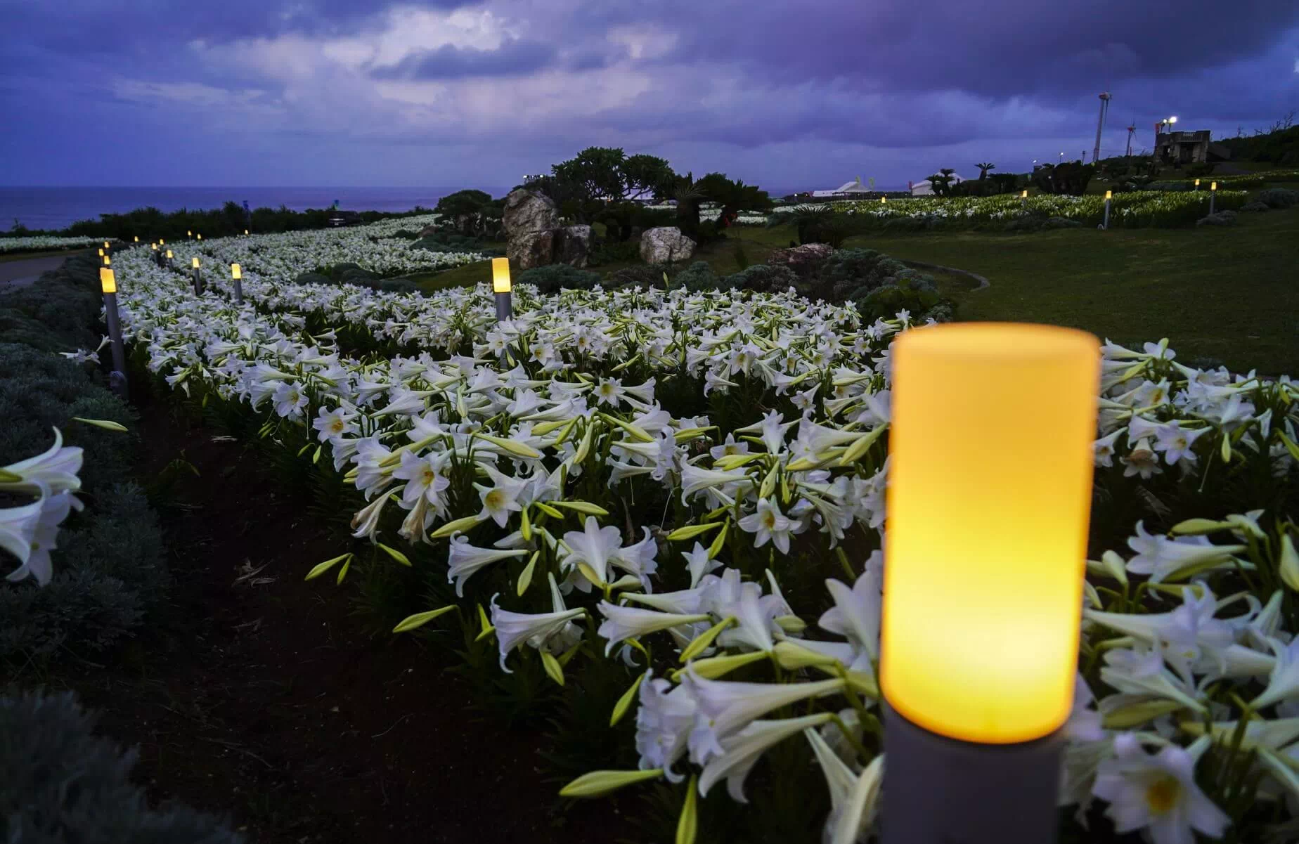 ie lily festival