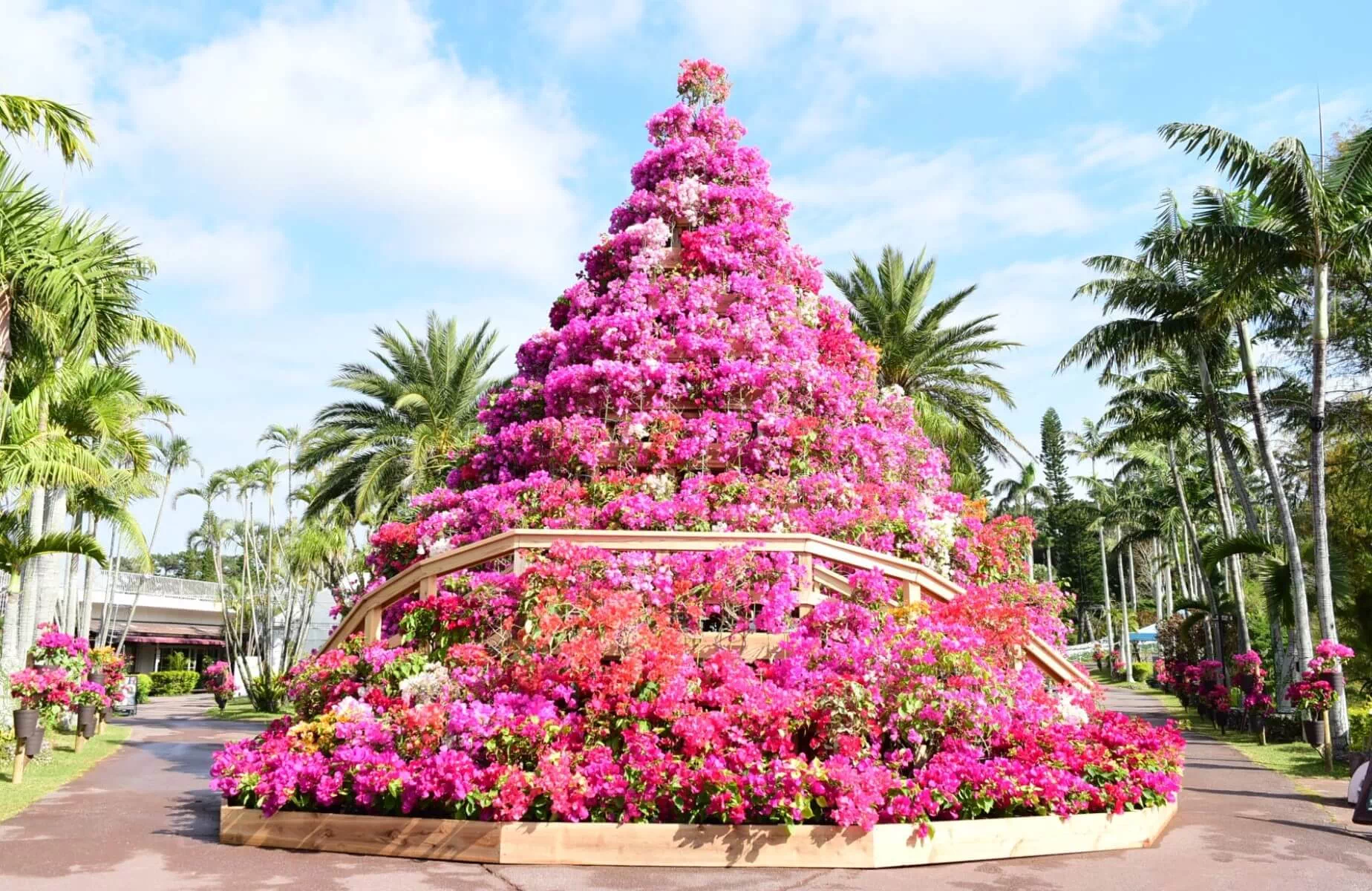 okinawa bougainvillea fair