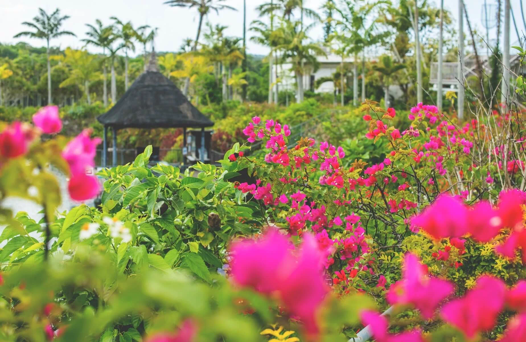 okinawa bougainvillea fair